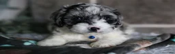 Cavapoo dogs for sale: Hudson - Ad 11