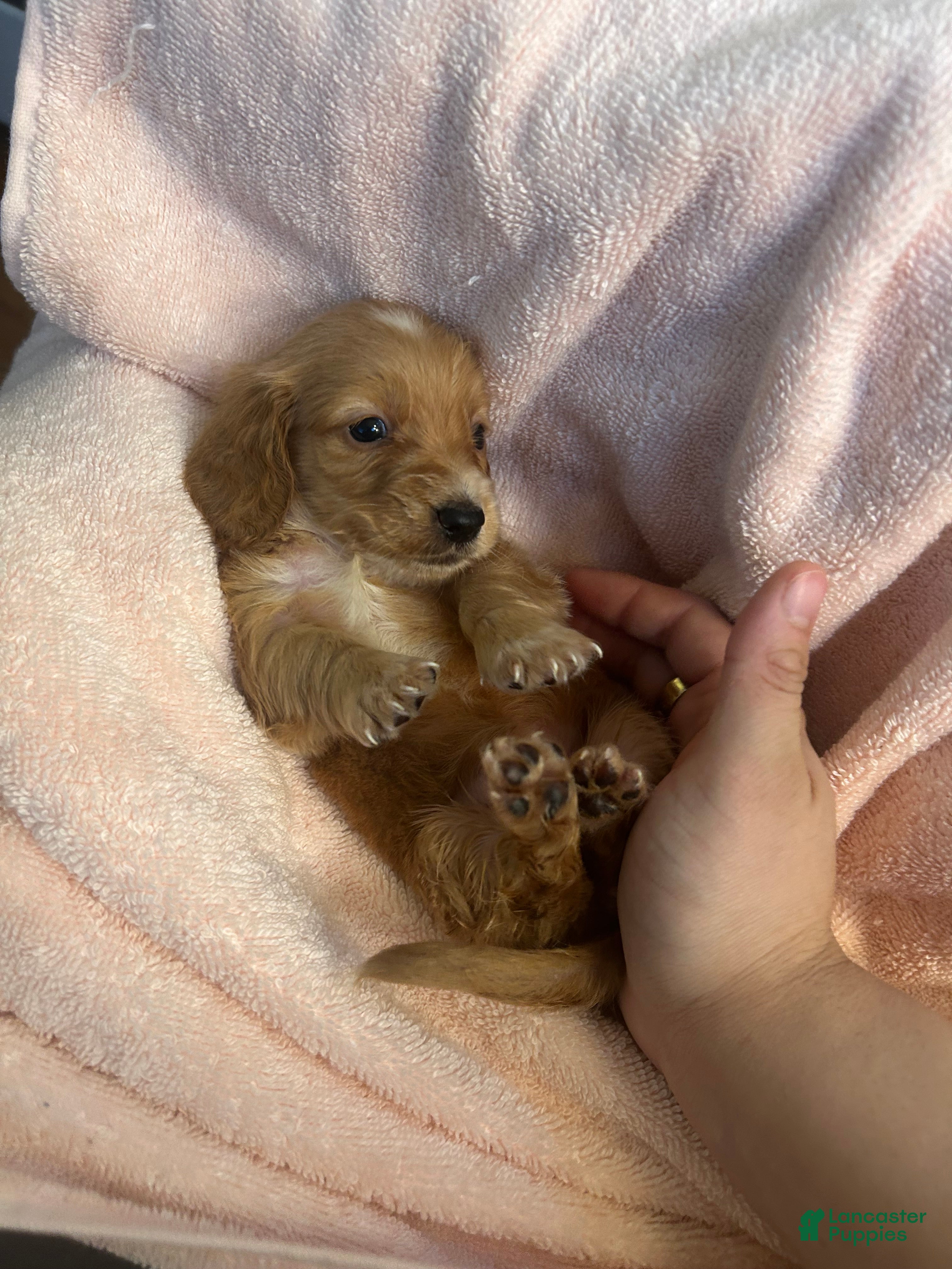Miniature Dachshund dogs Miniature Dachshund Puppy 4 - Ad 18