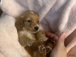 Miniature Dachshund dogs Miniature Dachshund Puppy 4 - Ad 18