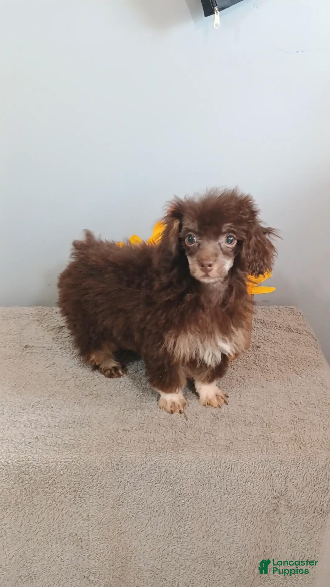 Toy Poodle dogs Toy Poodle 2 - Ad 20