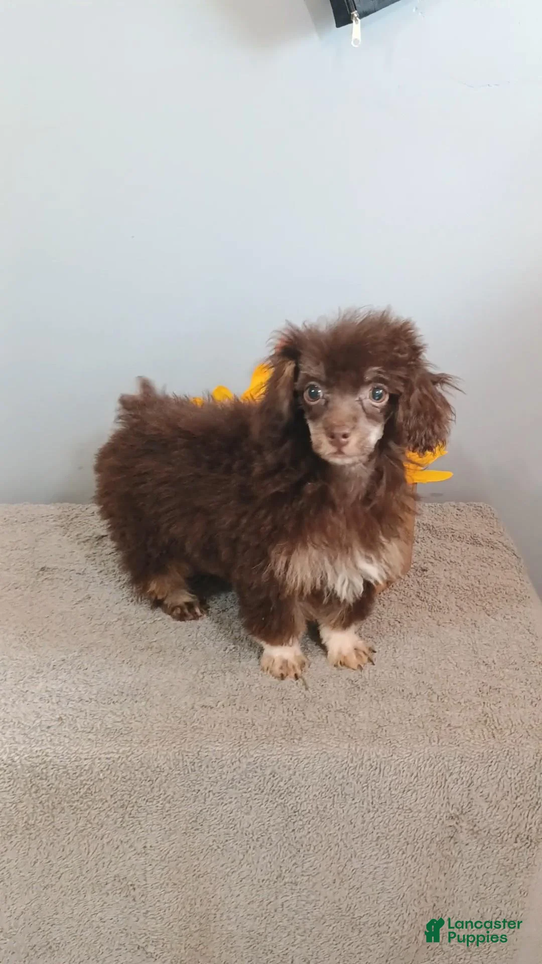 Toy Poodle dogs for sale: Toy Poodle 2 - Ad 1