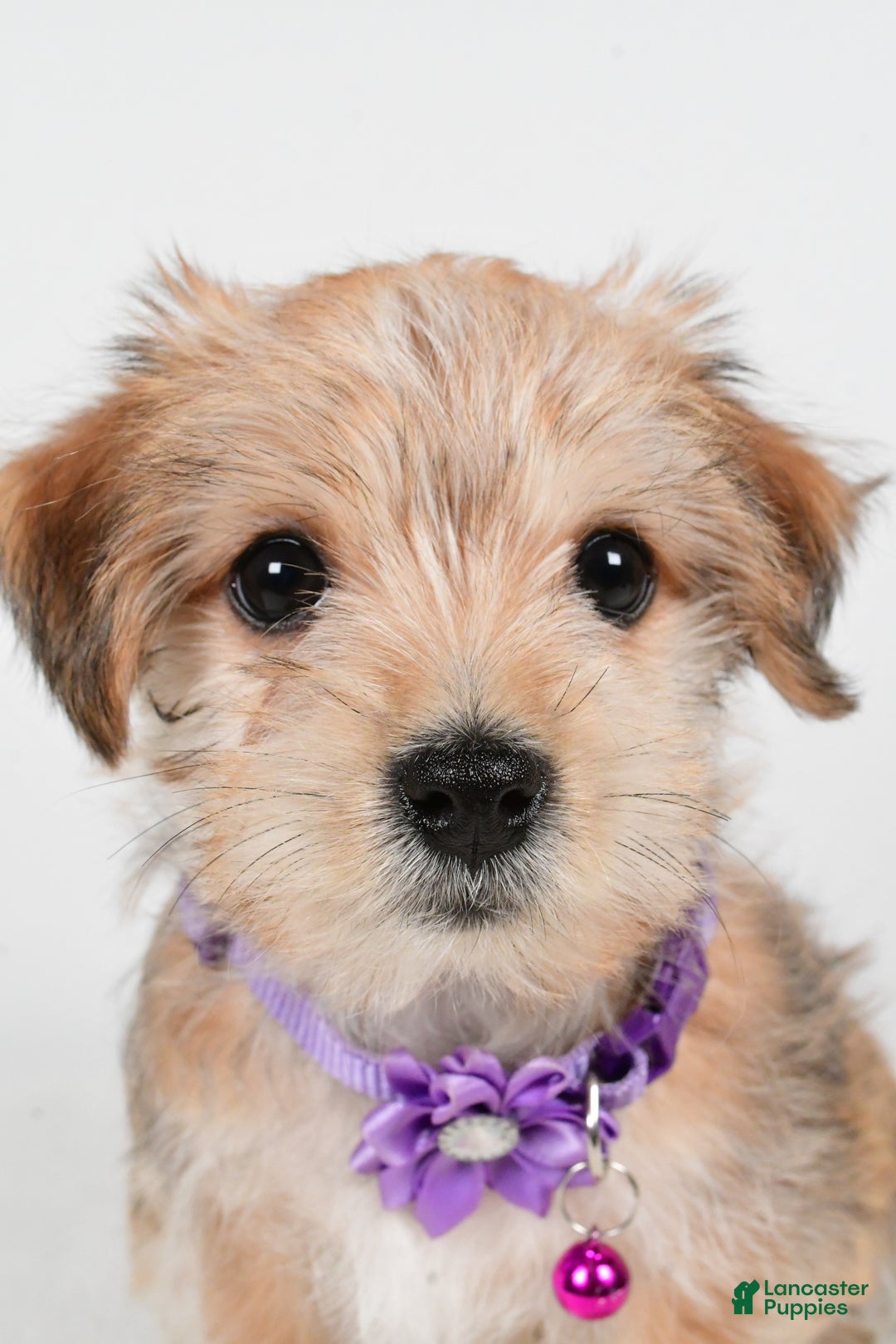Morkie dogs for sale: Vicky - Ad 7
