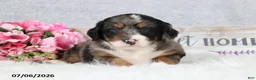 Mini Bernedoodle dogs for sale: Comet - Ad 8