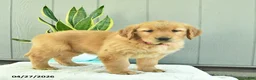 Golden Retriever dogs for sale: Nutmeg  - Ad 3