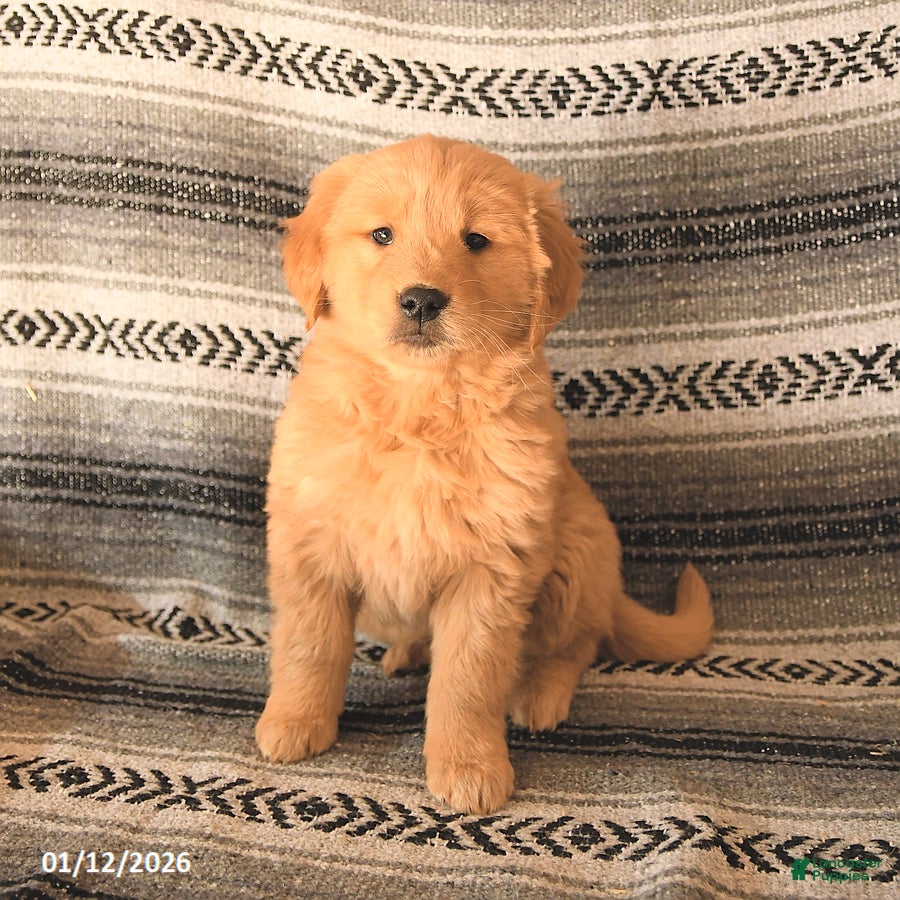 Golden Retriever dogs Fancy - Ad 33