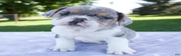 Beabull dogs for sale: Hazel - Ad 4