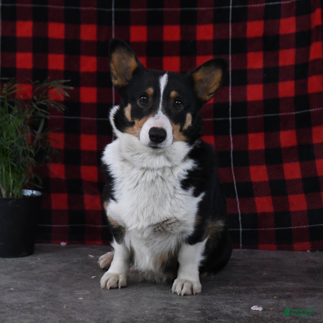 Welsh Corgi Pembroke dogs for sale: Cleo - Ad 6