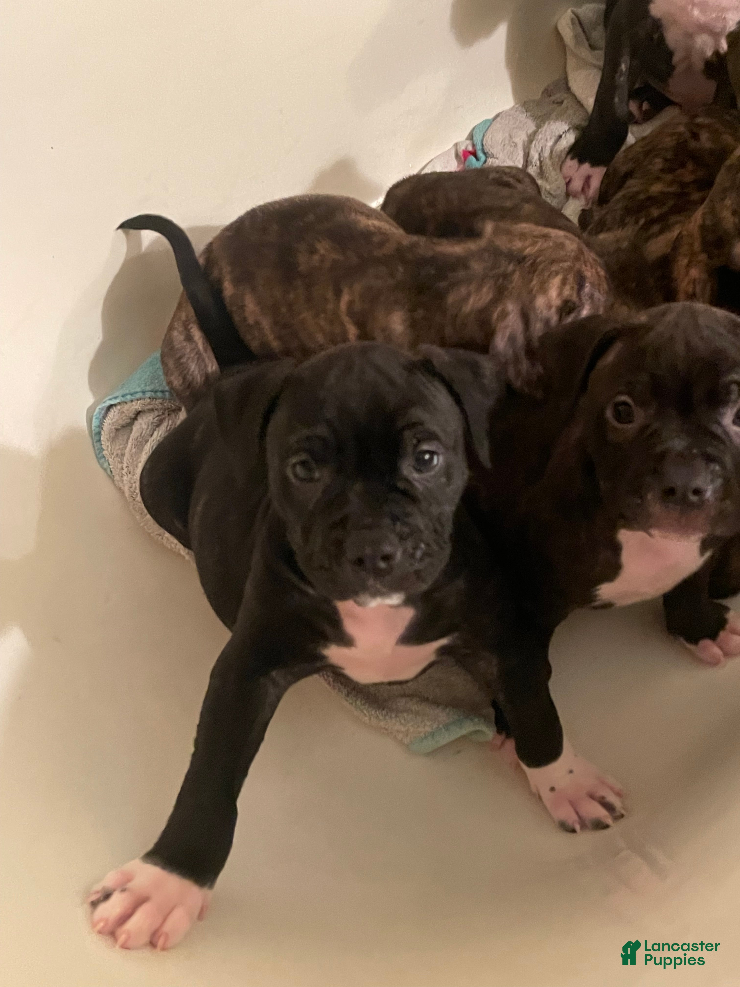 Mixed Breed dogs for sale: Mixed Breed 6 - Ad 1