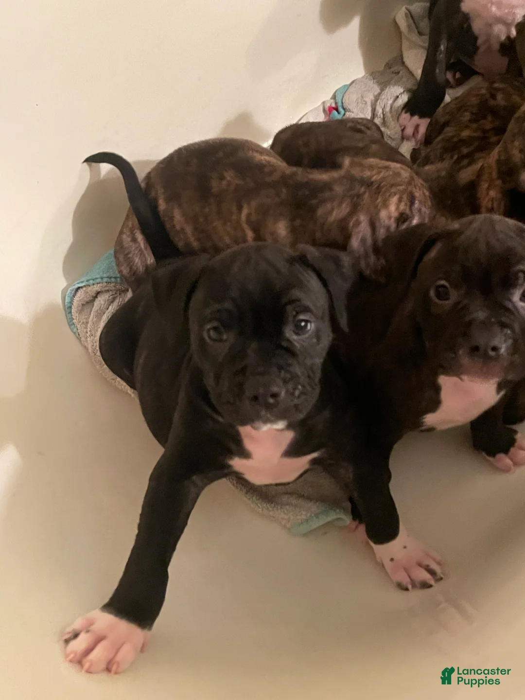 Mixed Breed dogs for sale: Mixed Breed 6 - Ad 1