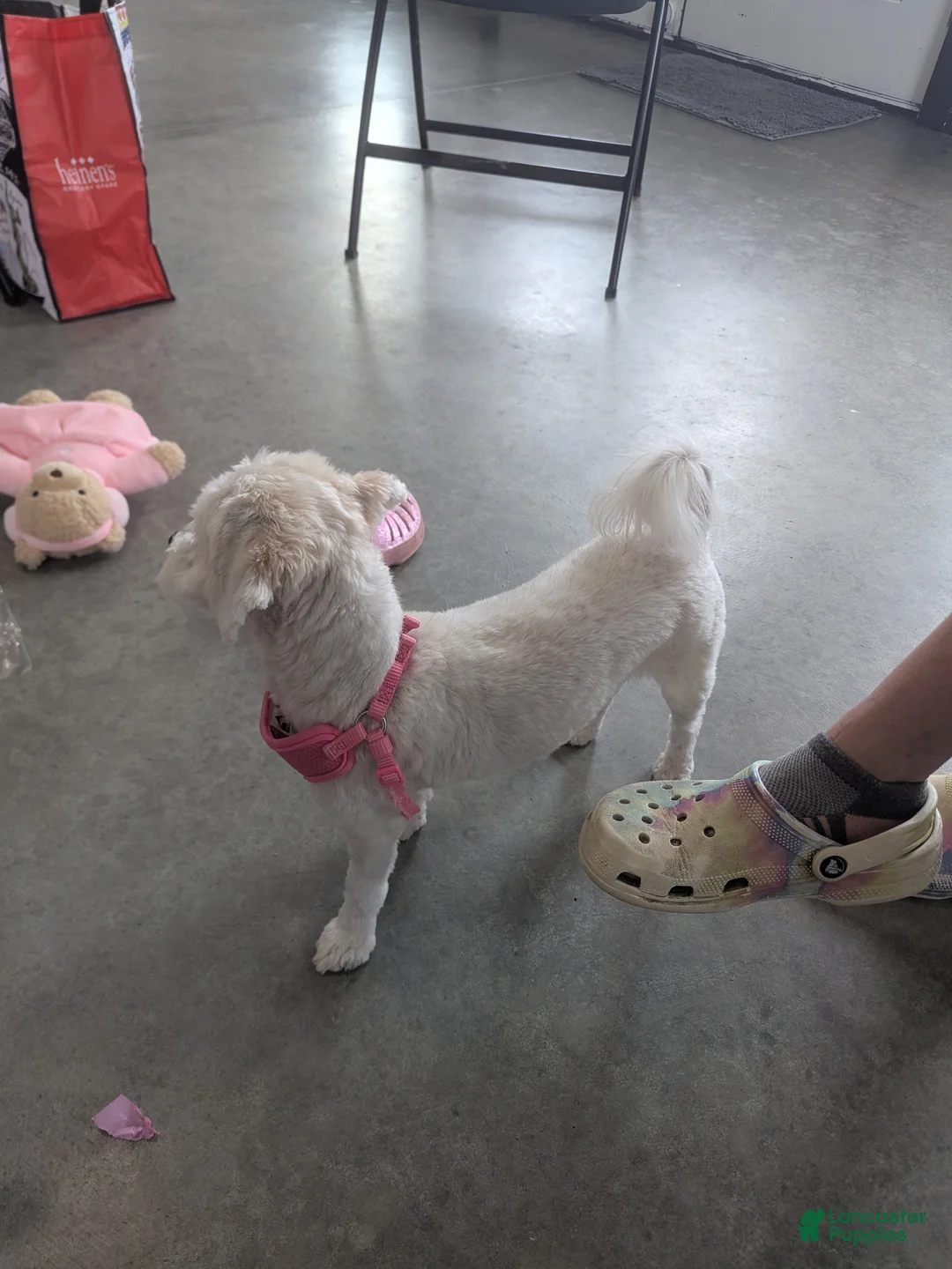 Havanese dogs for sale: Havanese Puppy 1 - Ad 4