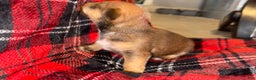 Mixed Breed dogs for sale: Redd - Ad 3