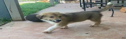 Collie dogs for sale: Crockett - Ad 8