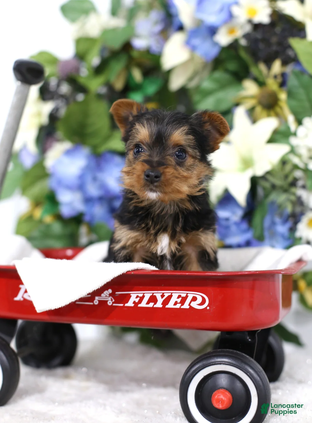 Yorkshire Terrier dogs for sale: Roscoe - Ad 1