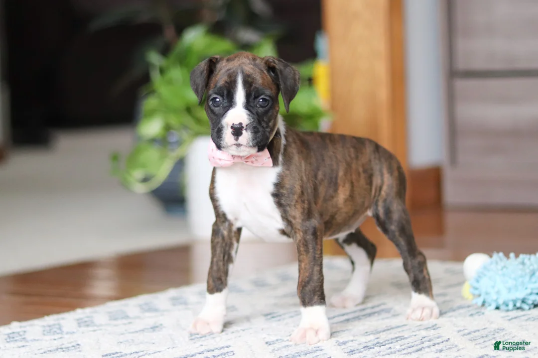 Boxer dogs for sale: Jan - Ad 2