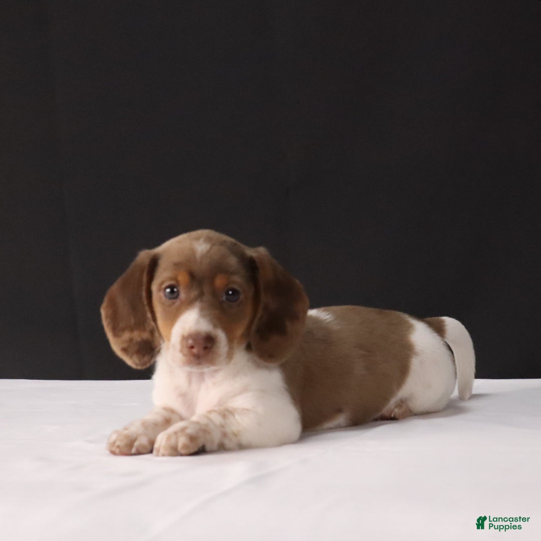 Dachshund dogs for sale: Kenzie - Ad 12
