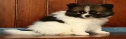 Pomeranian dogs for sale: Michael - Ad 5