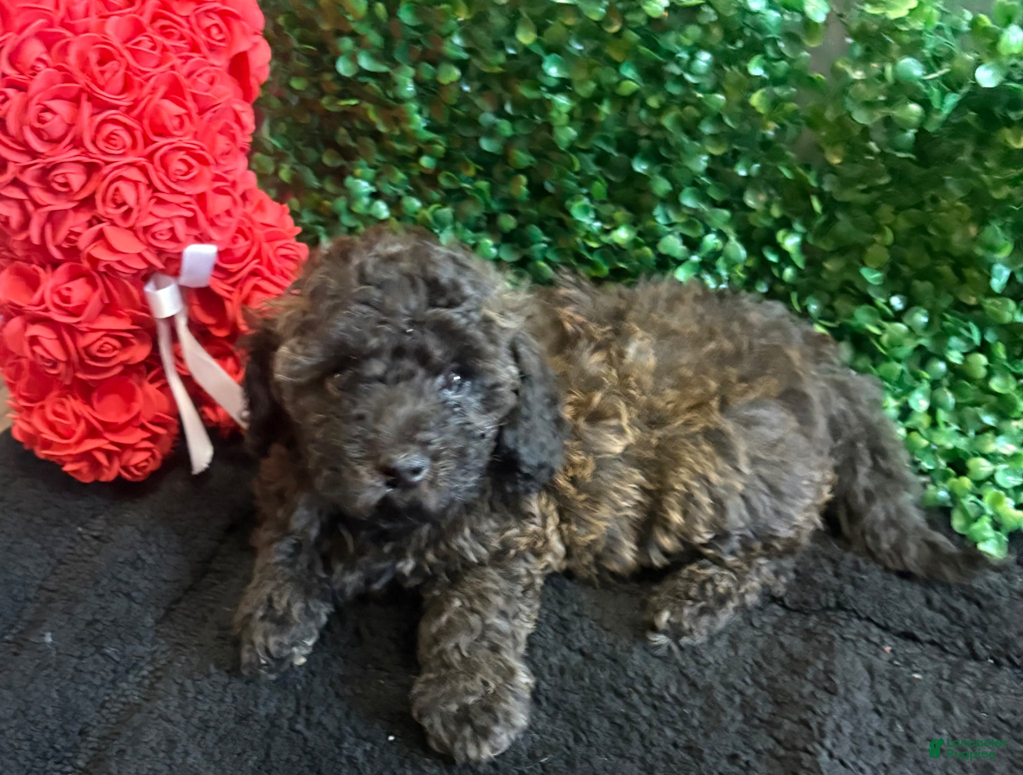 Toy Poodle dogs for sale: Toy Poodle Puppy 1 - Ad 1