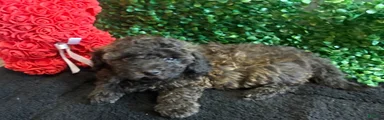 Toy Poodle Puppy 1