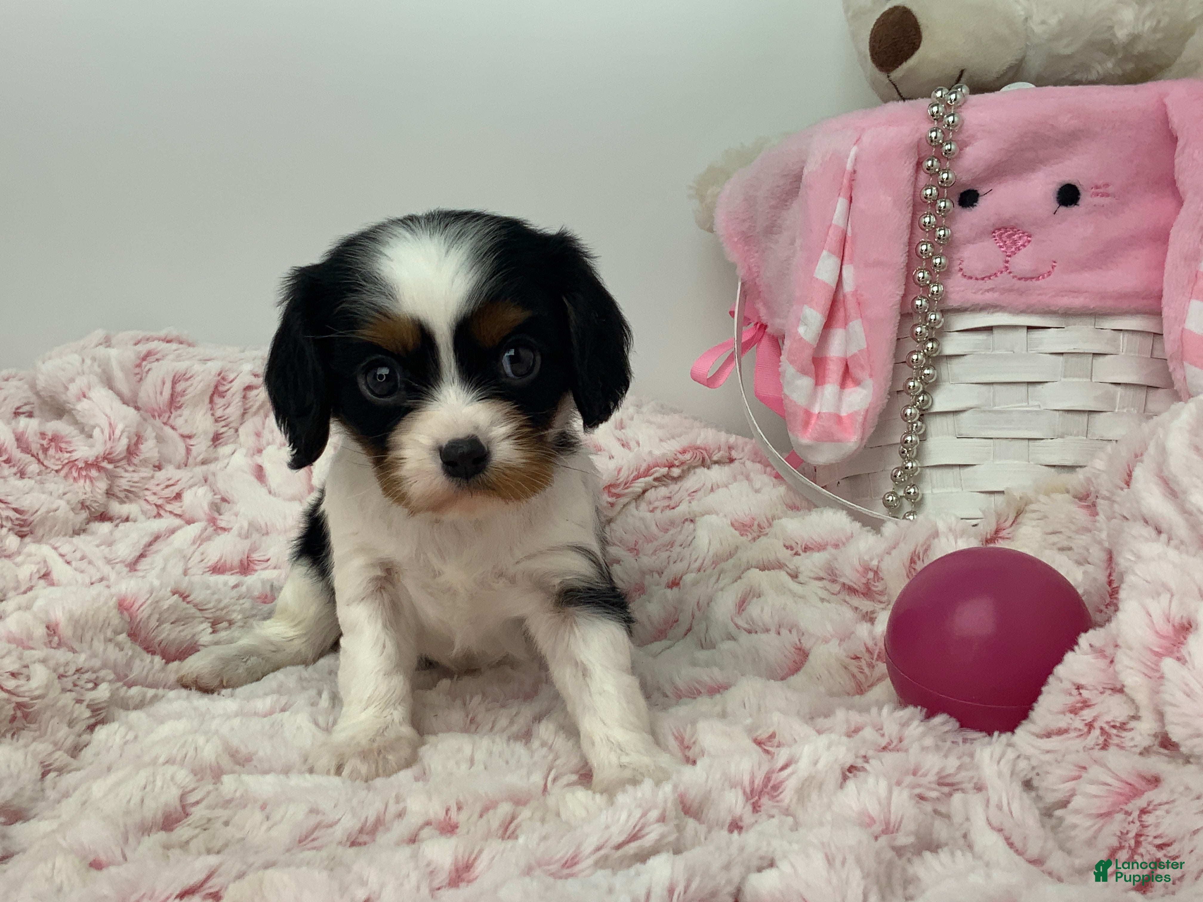 Cavalier King Charles Spaniel dogs Kathy - Ad 1
