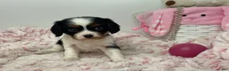 Cavalier King Charles Spaniel dogs for sale: Kathy - Ad 1