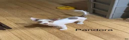 Biewer Terrier dogs for sale: Biewer Terrier Puppy 1 - Ad 9