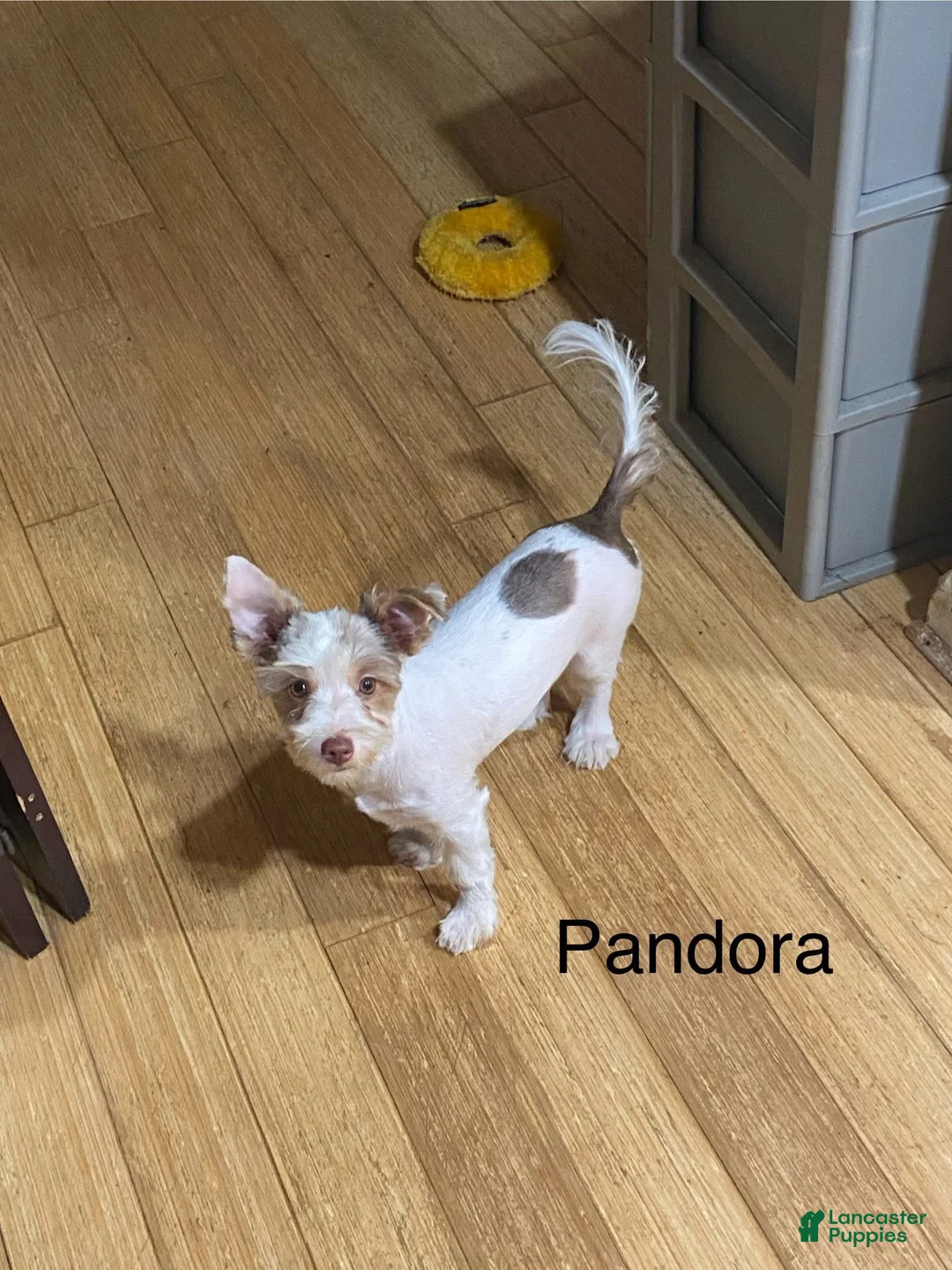 Biewer Terrier dogs for sale: Biewer Terrier Puppy 1 - Ad 9