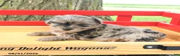 Yorkshire Terrier dogs for sale: Gracie - Ad 2