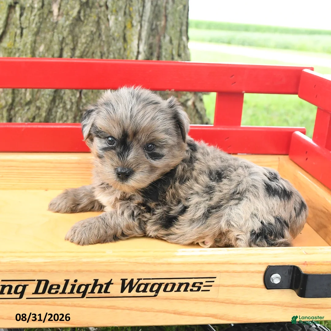 Yorkshire Terrier dogs for sale: Gracie - Ad 2