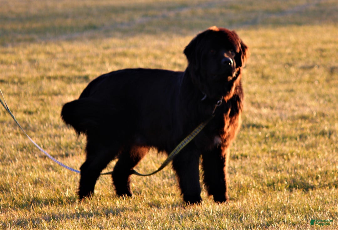 Newfoundland dogs for sale: Pixie  - Ad 3