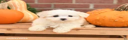 Maltipoo dogs for sale: Felix - Ad 4