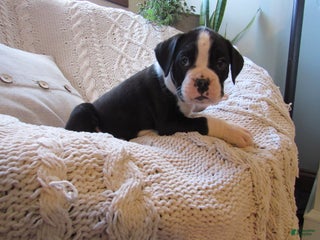 Boxer dogs for sale: Pluto - Ad 2