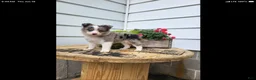Miniature Australian Shepherd dogs for sale: Miniature Australian Shepherd 2 - Ad 2