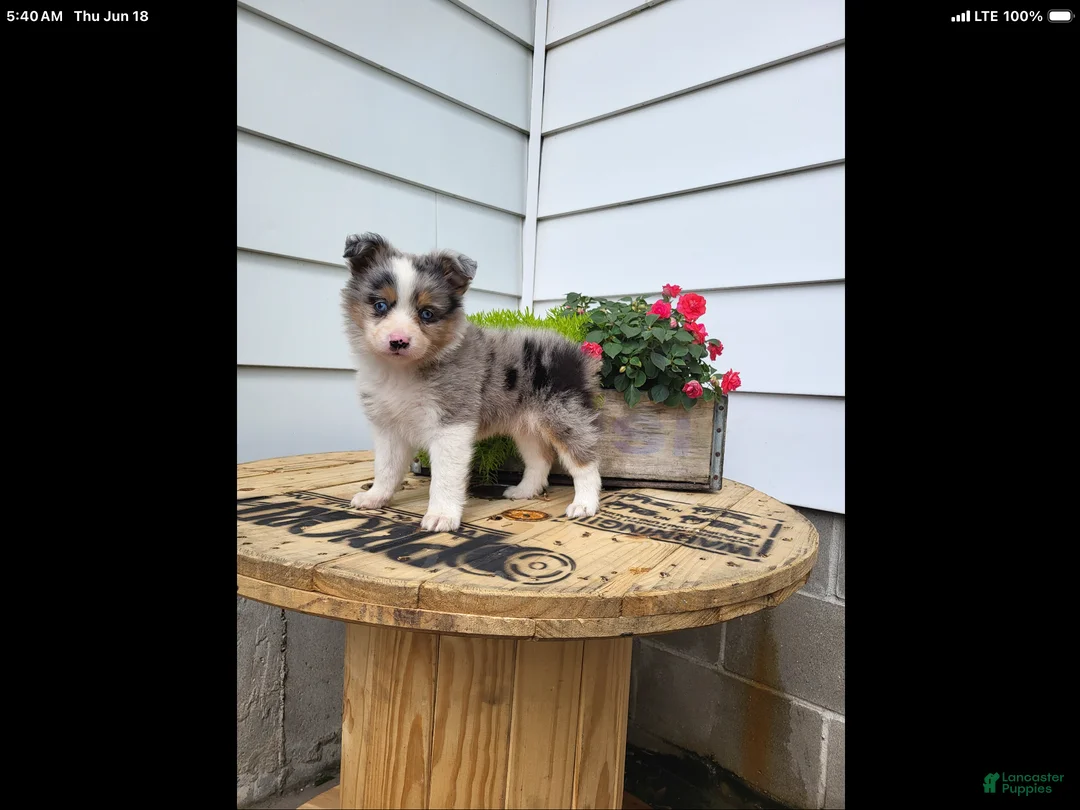 Miniature Australian Shepherd dogs for sale: Miniature Australian Shepherd 2 - Ad 2