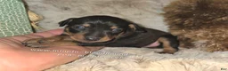 Miniature Pinscher dogs for sale: Callie black tan - Ad 3
