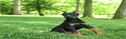 Doberman Pinscher dogs for sale: Lassie - Ad 3
