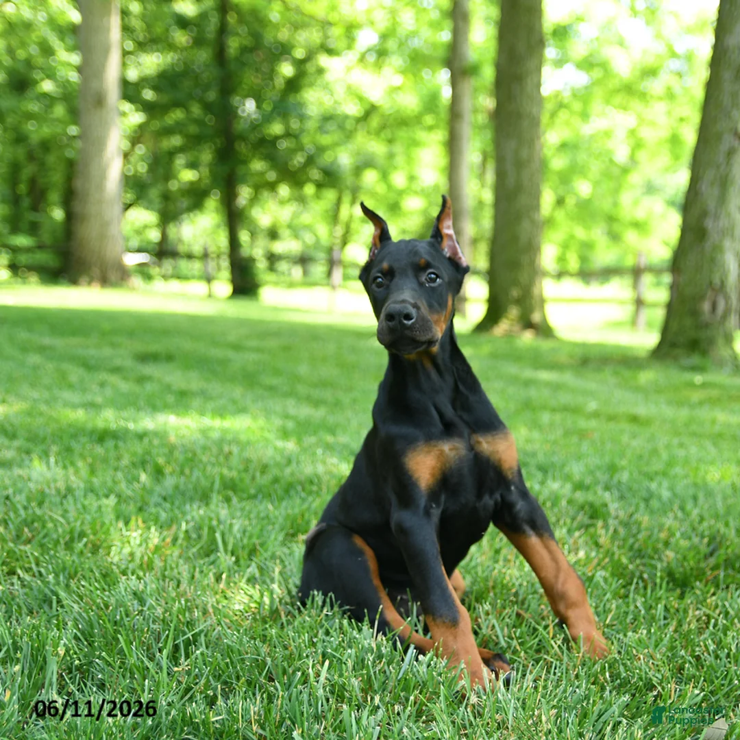 Doberman Pinscher dogs for sale: Lassie - Ad 3