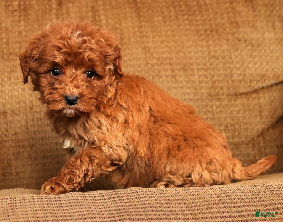 Mini Goldendoodle dogs for sale: Lisa - Ad 7