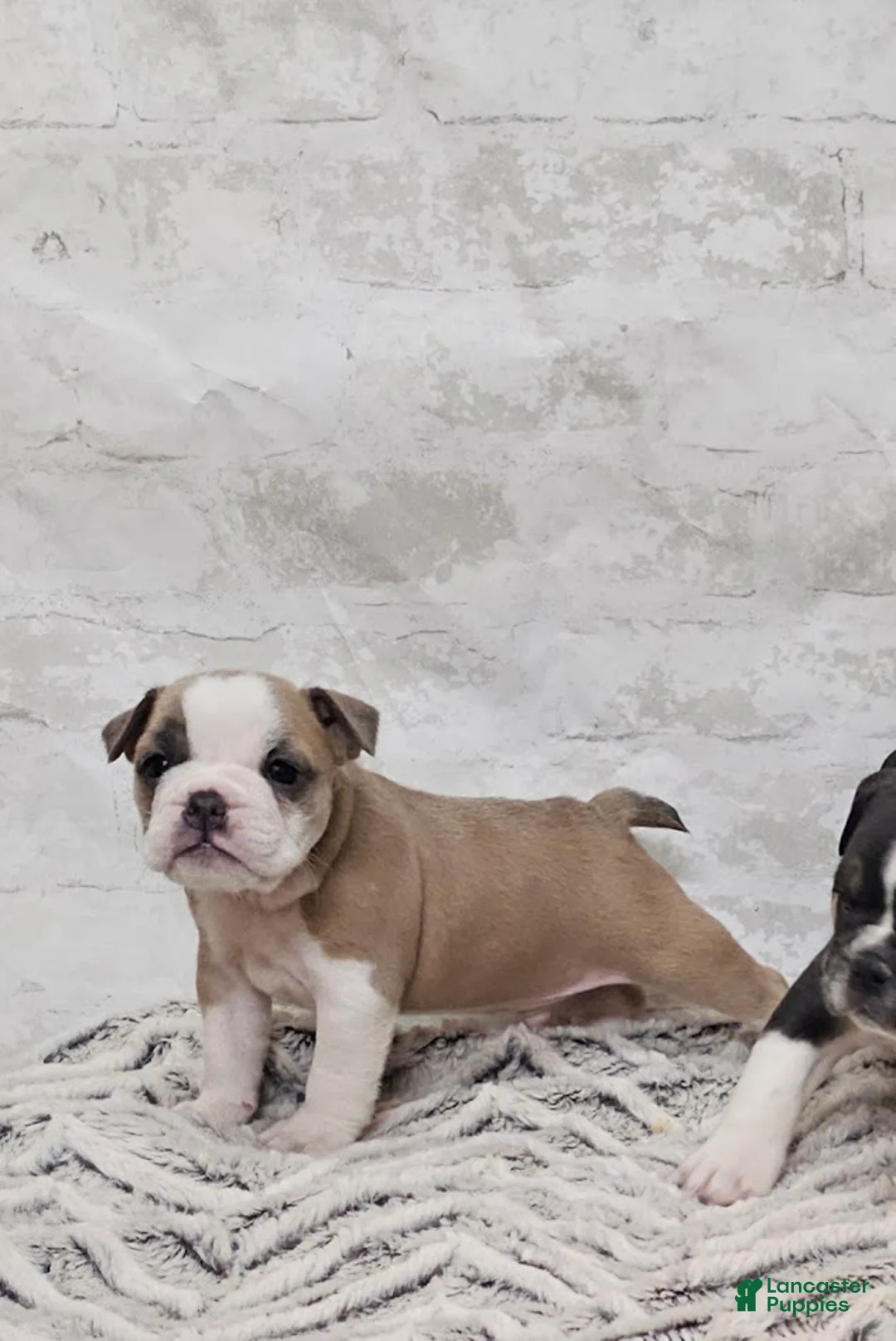 Mixed Breed dogs for sale: Mixed Breed Puppy 3 - Ad 1