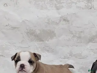 Mixed Breed dogs Mixed Breed Puppy 3 - Ad 40