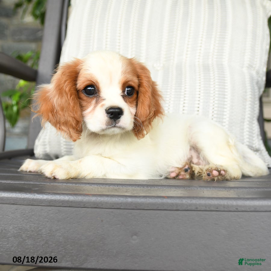 Cavapoo dogs Cheddar - Ad 2