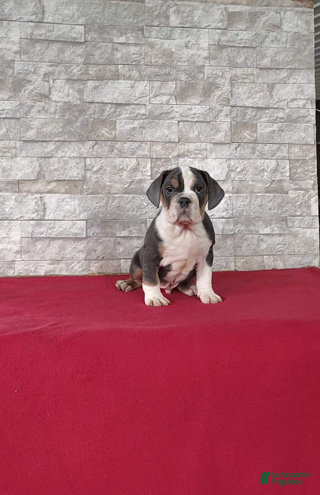 Beabull dogs for sale: Parker - Ad 7
