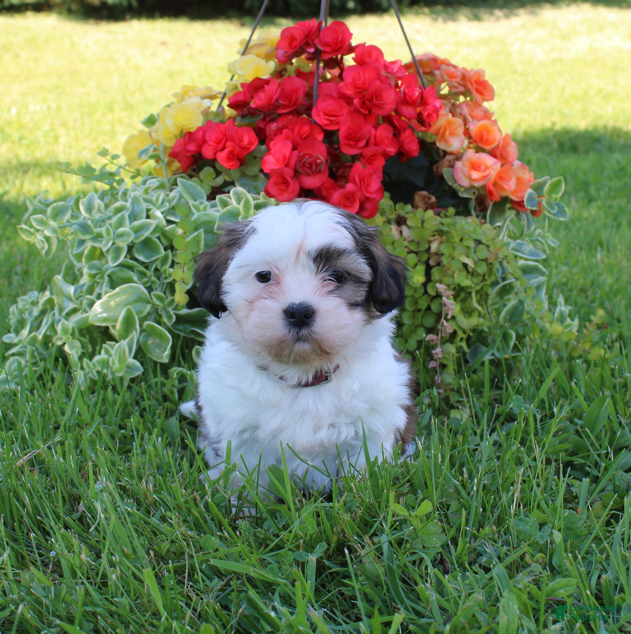 Shih Tzu dogs Kayla - Ad 40