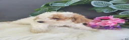 Bichpoo dogs for sale: Mr Billy - Ad 4