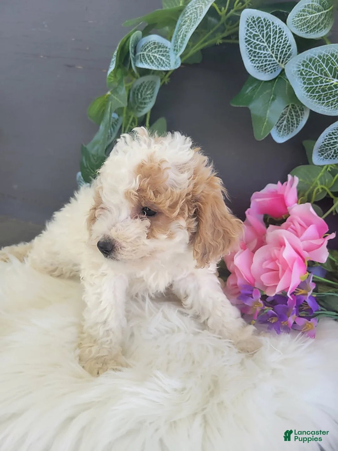 Bichpoo dogs for sale: Mr Billy - Ad 4
