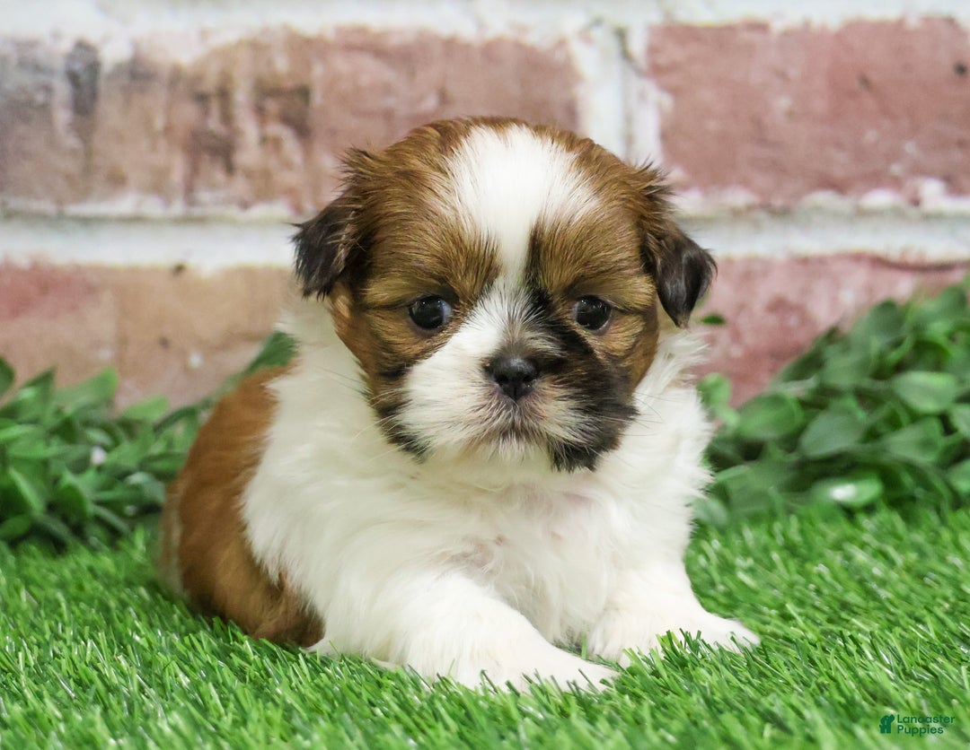 Shih Tzu dogs for sale: Dover  - Ad 6