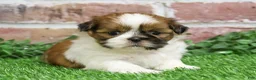 Shih Tzu dogs for sale: Dover  - Ad 12