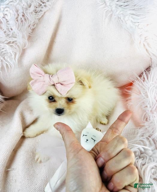 Pomeranian dogs Teacup Pomeranian  - Ad 23