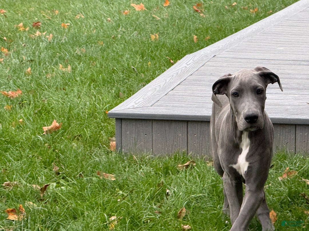 Great Dane dogs for sale: Wendy - Ad 4