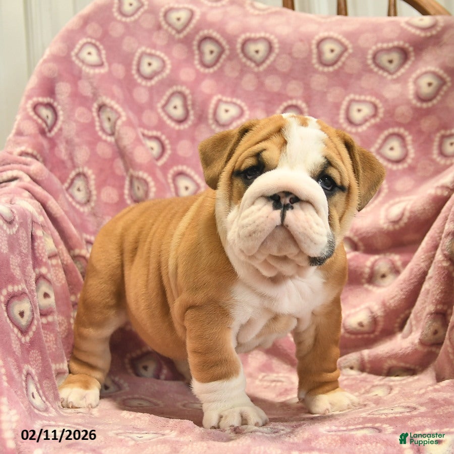 English Bulldog dogs Zoey  - Ad 2