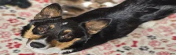 Welsh Corgi Pembroke dogs for sale: BHT Male Welsh Corgi Pembroke - Ad 11